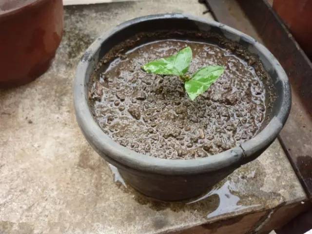 茉莉花像什么比喻句和拟人句