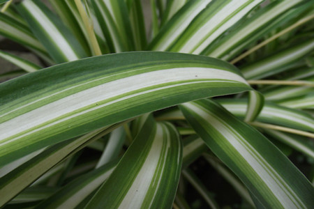 大叶吊兰的养殖方法和技术