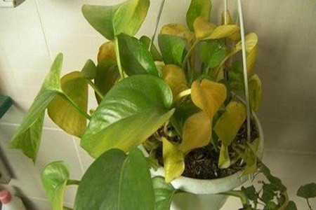 绿萝叶子发黄怎么回事儿?