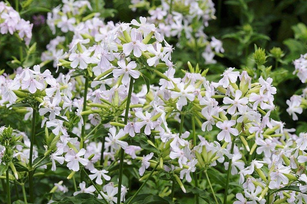 肥皂草的功效与作用(肥皂草能吃吗)