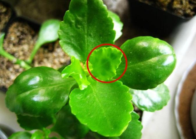 长寿花的病害防治