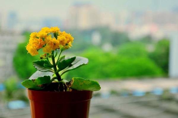 长寿花常见病害防治方法(长寿花的病害防治)