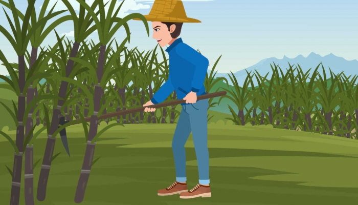 霉变的甘蔗为什么不能吃甘蔗怎么挑选(霉变得甘蔗)