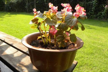 如何判断盆栽四季海棠该浇水了没有