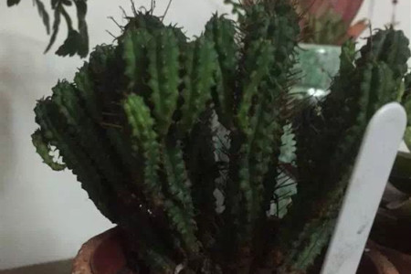 铜绿麒麟的养殖方法