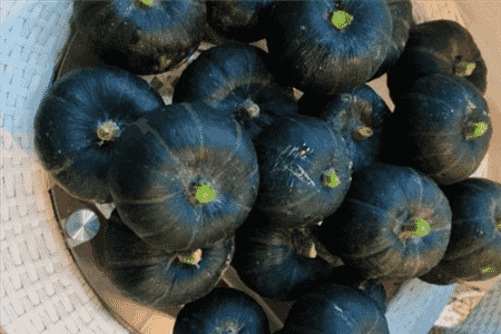 南瓜和北瓜是一样的东西吗