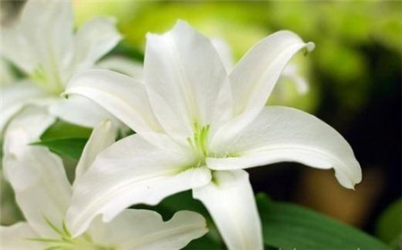 家里有宠物养什么花好