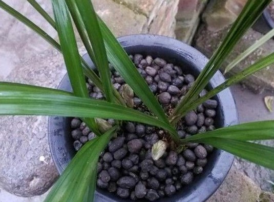 路边捡的花瓶可以带回家吗