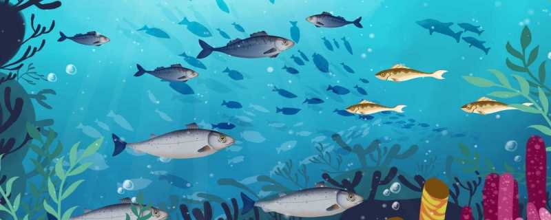 鱼会不会睡觉怎样判断鱼是不是在睡觉(鱼会不会睡觉的姿势)