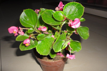 如何判断盆栽四季海棠该浇水了没有