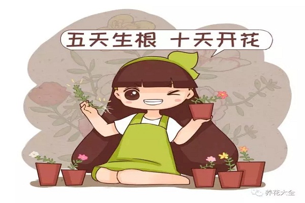 还在花钱买花人家不用一分钱一盆变多盆(该花的钱一分不能少)