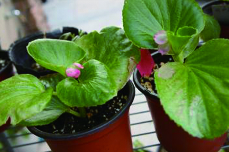 如何判断盆栽四季海棠该浇水了没有