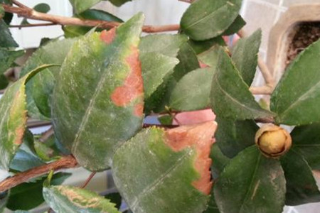 茶花叶子发黄不发新芽