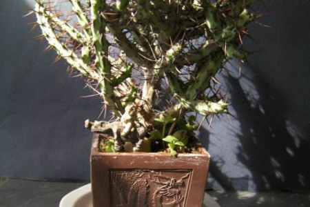 铜绿麒麟的养殖方法