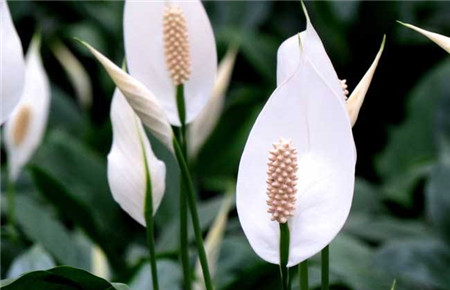 家里有宠物养什么花好