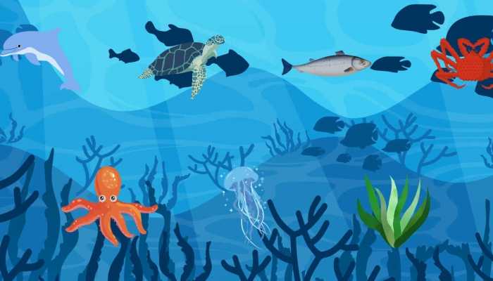 鱼会不会睡觉的姿势