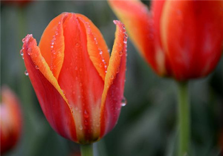 家里有宠物养什么花好