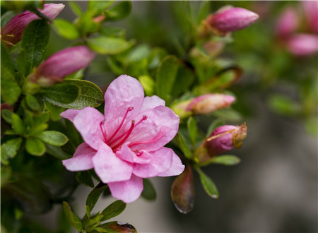 家里有宠物养什么花好