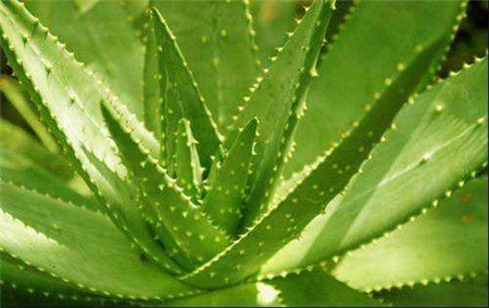 家里有宠物养什么花好