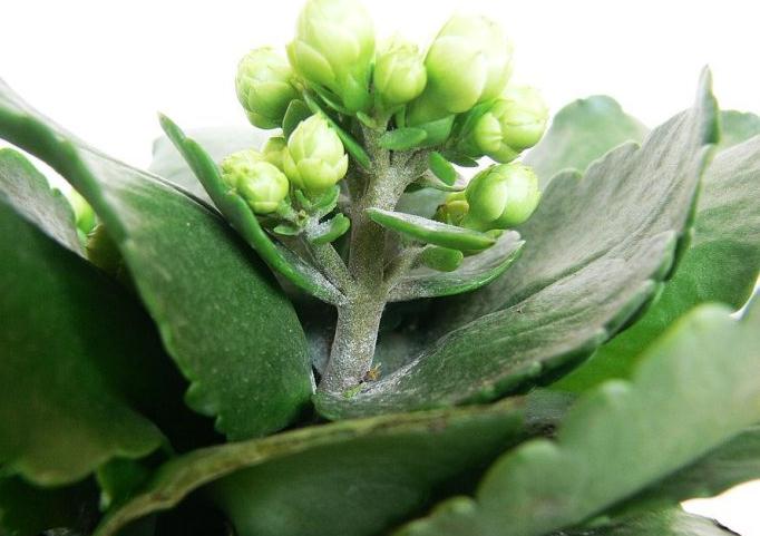 长寿花的病害防治