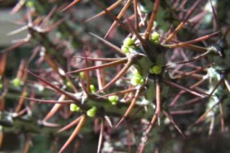 铜绿麒麟的养殖方法