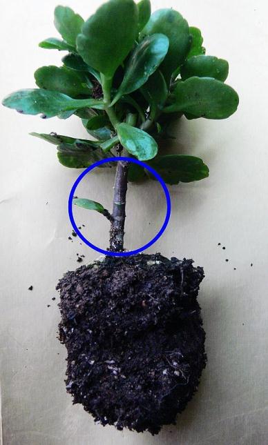 长寿花的病害防治