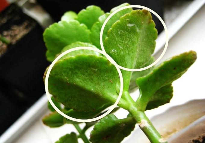 长寿花的病害防治