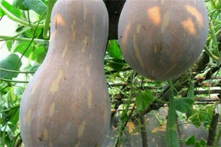 南瓜和北瓜是一样的东西吗