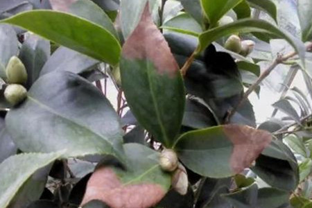 茶花叶子发黄不发新芽