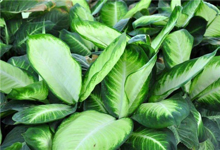 注意！家中养了萌宠别养这些花！(家里有宠物养什么花好)