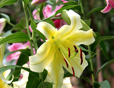 百合花怎么繁殖方法图解