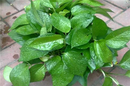 垂丝茉莉的养殖方法和注意事项