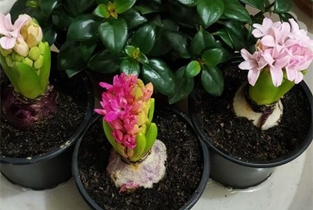 风信子开完花如何处理