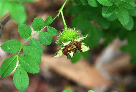 缫丝花什么时候开花结果