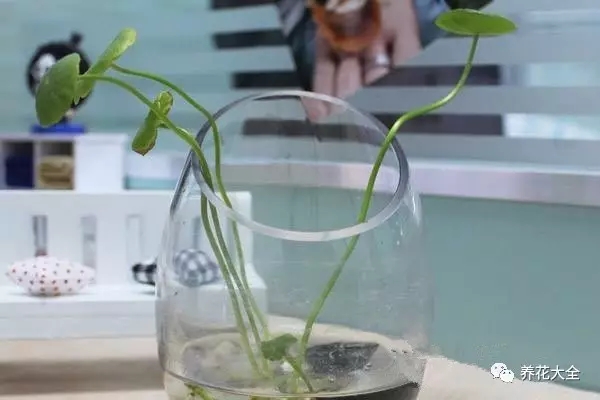 家里的花摆在什么位置