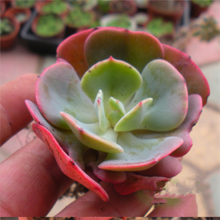 红粉台阁多肉好养吗