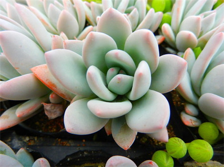 霜之朝怎么养护