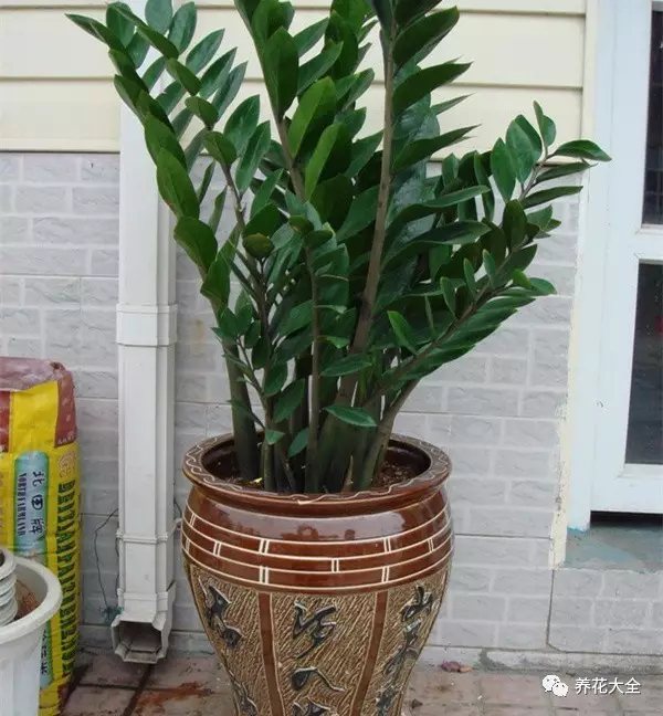 家里的花摆在什么位置