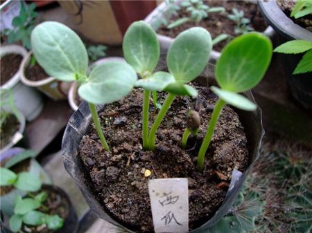 阳台种西瓜用什么土