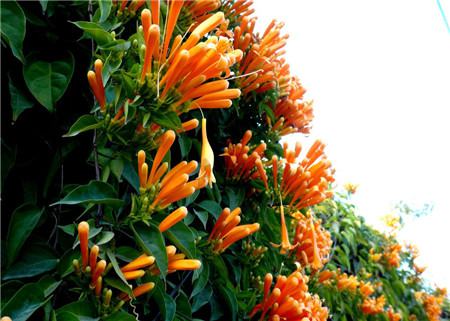 炮仗花花语:富贵吉祥、好日子红红火火