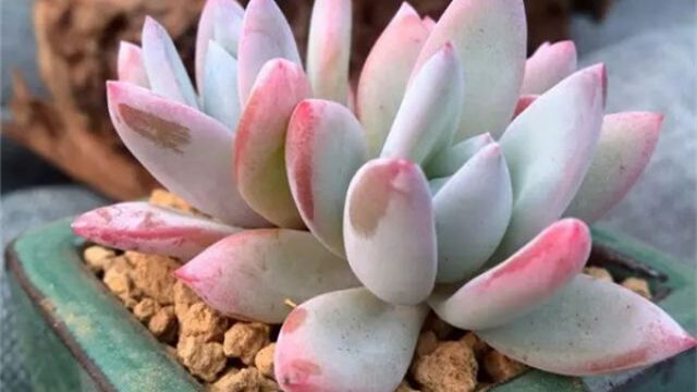 霜之朝怎么养(霜之朝怎么养护)