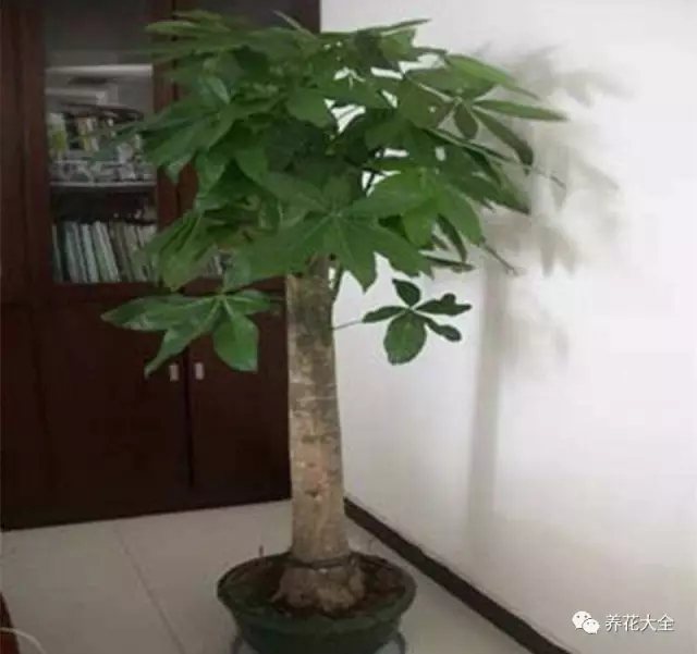 家里的花摆在什么位置