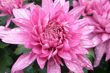 菊花有什么颜色