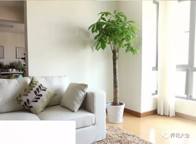 家里的花摆在什么位置