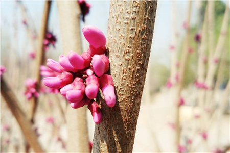 香港的区花是什么花?澳门的区花是什么花?