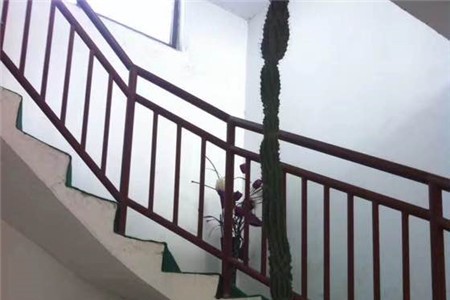 仙人棒有几种分别怎么浇水