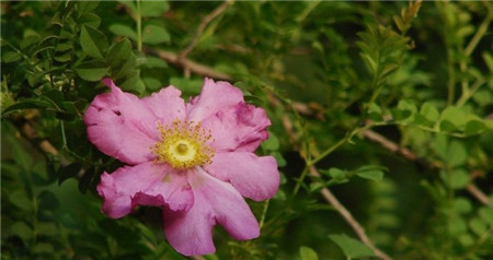 缫丝花什么时候开花结果