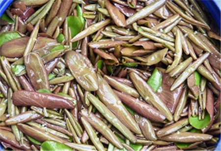 莼菜吃了有什么功效