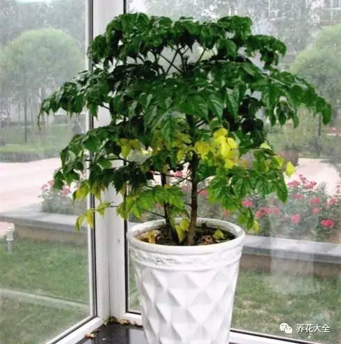 家里的花摆在什么位置