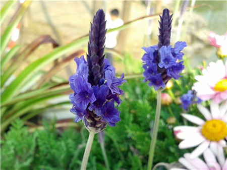 羽叶薰衣草的功效与作用